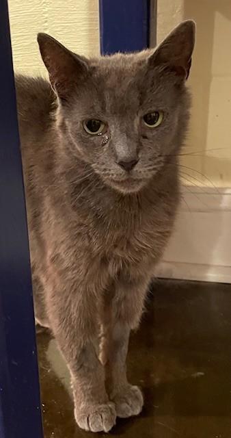 Harriet (LE), a Adoptable Domestic Short Hair in Little Falls, NJ image 4/4