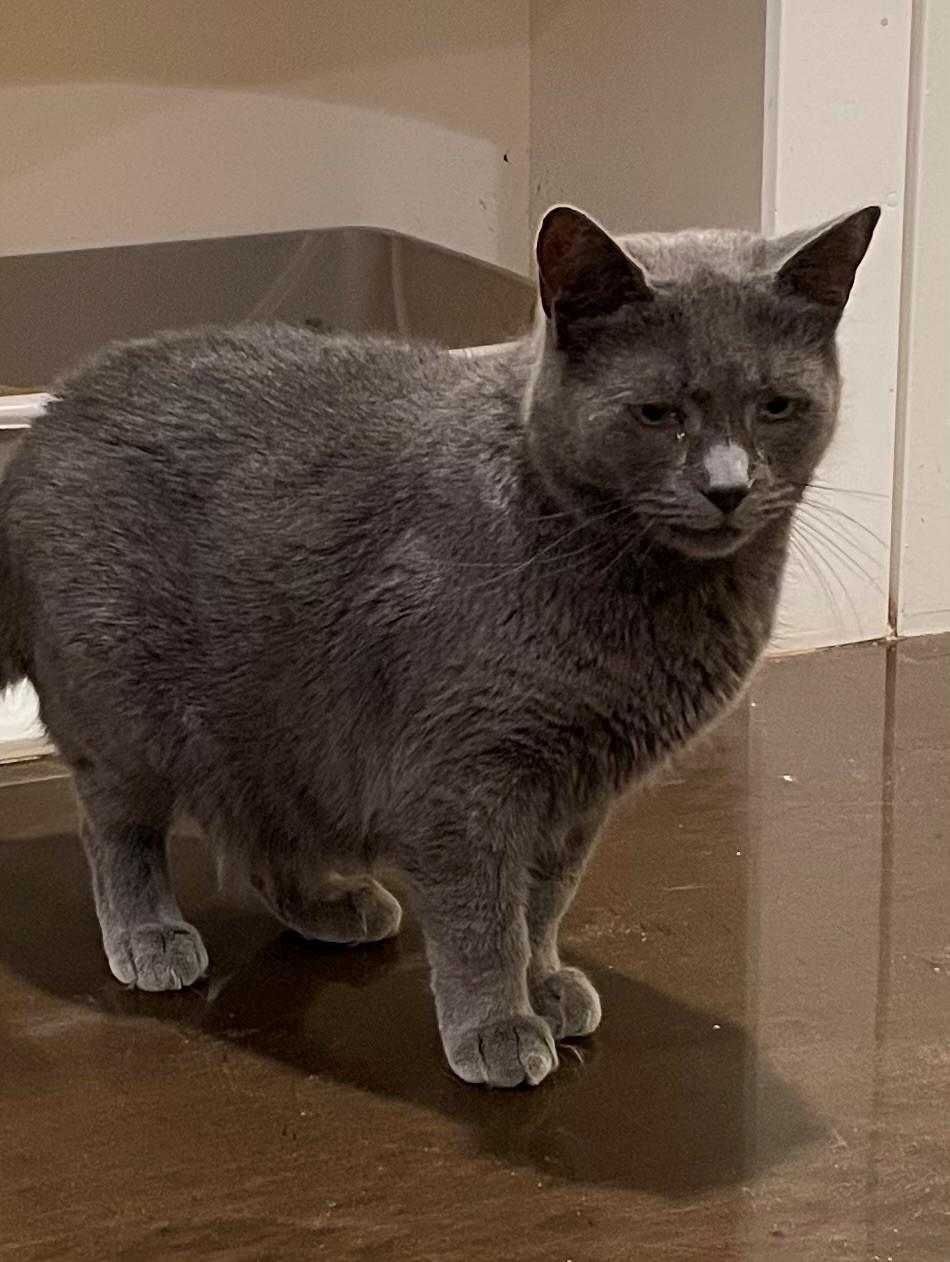 Harriet (LE), a Adoptable Domestic Short Hair in Little Falls, NJ image 2/4