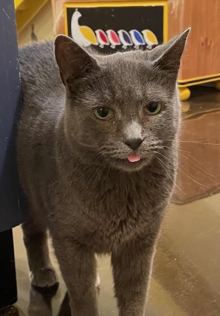 Harriet (LE), Adoptable, Adult Female Domestic Short Hair.