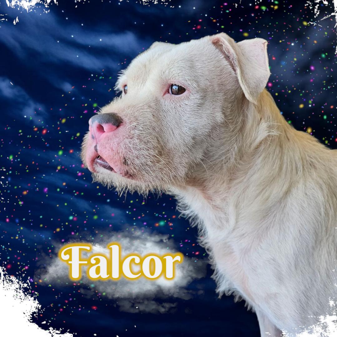 Enlarge Falcor, a Adoptable mixed breed in San Angelo , TX image 1/6
