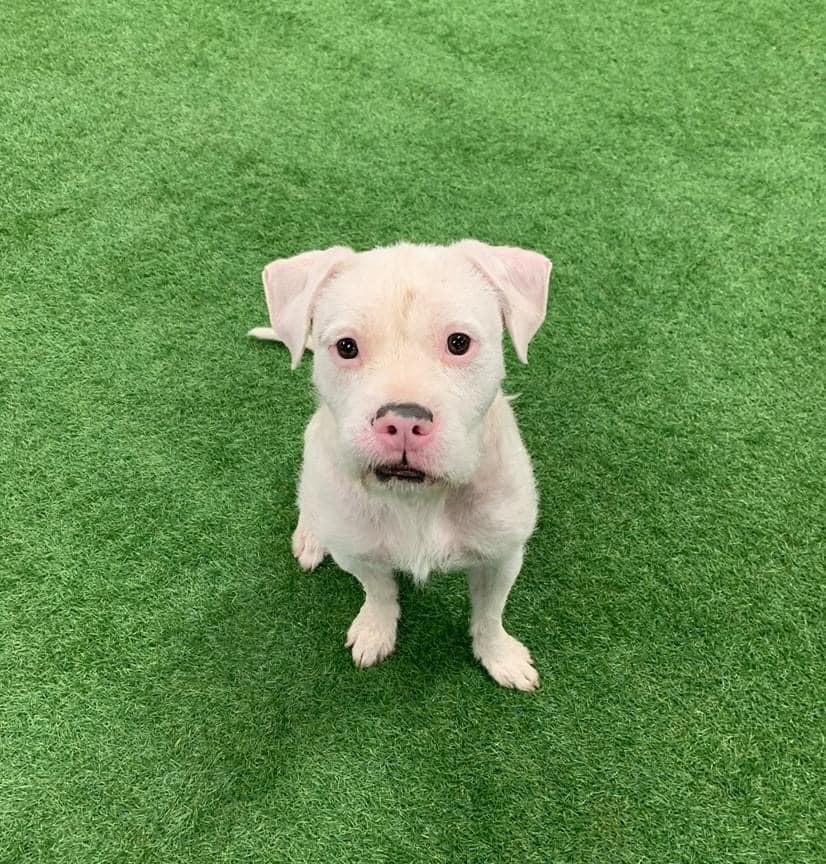 Falcor — thumbnail 3