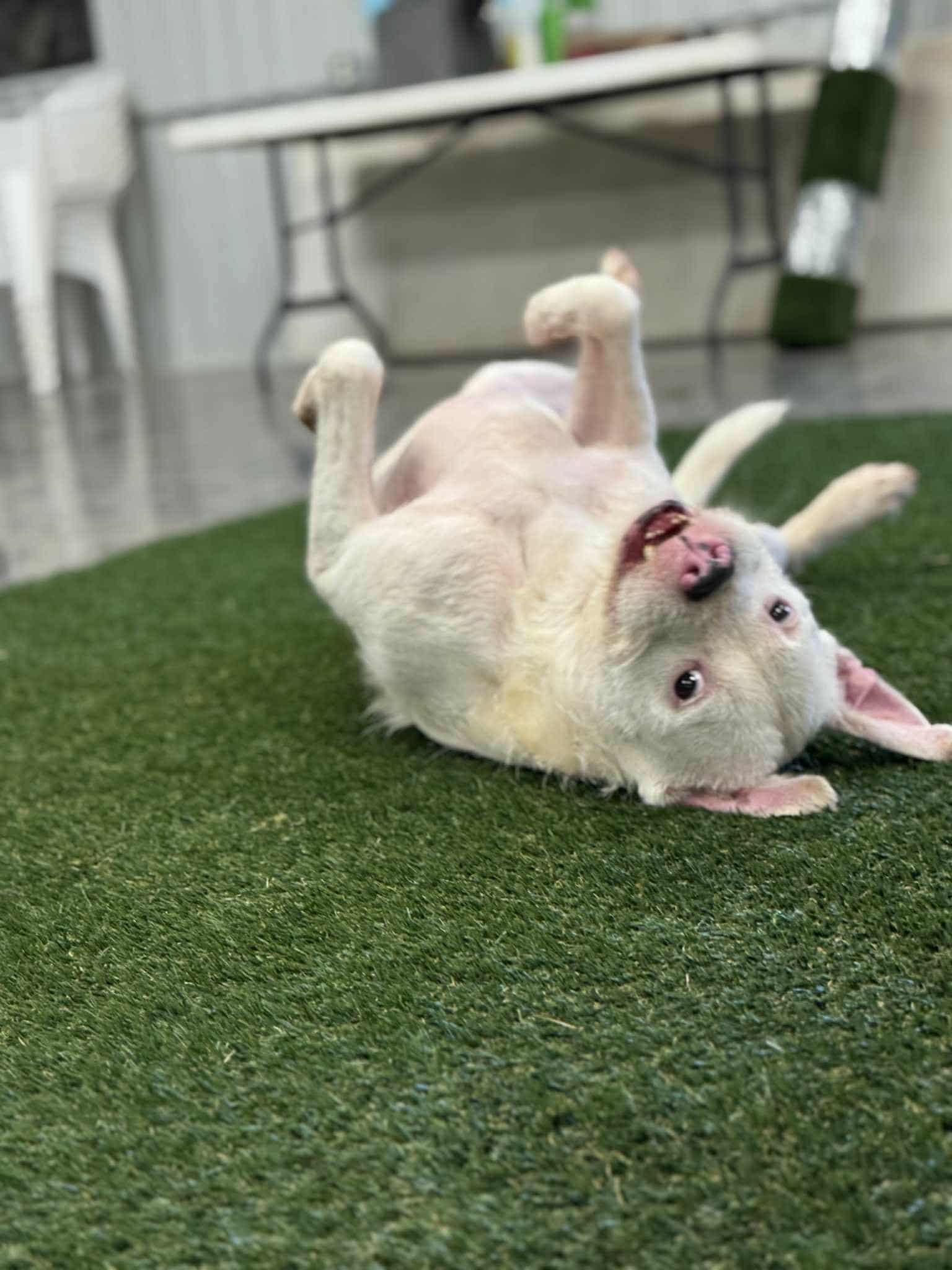 Enlarge Falcor, a Adoptable mixed breed in San Angelo , TX image 2/6