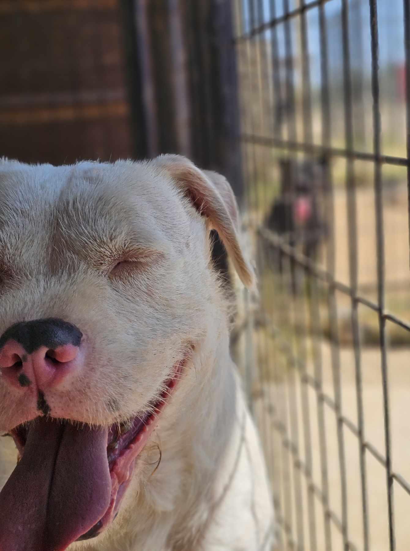Enlarge Falcor, a Adoptable mixed breed in San Angelo , TX image 3/6