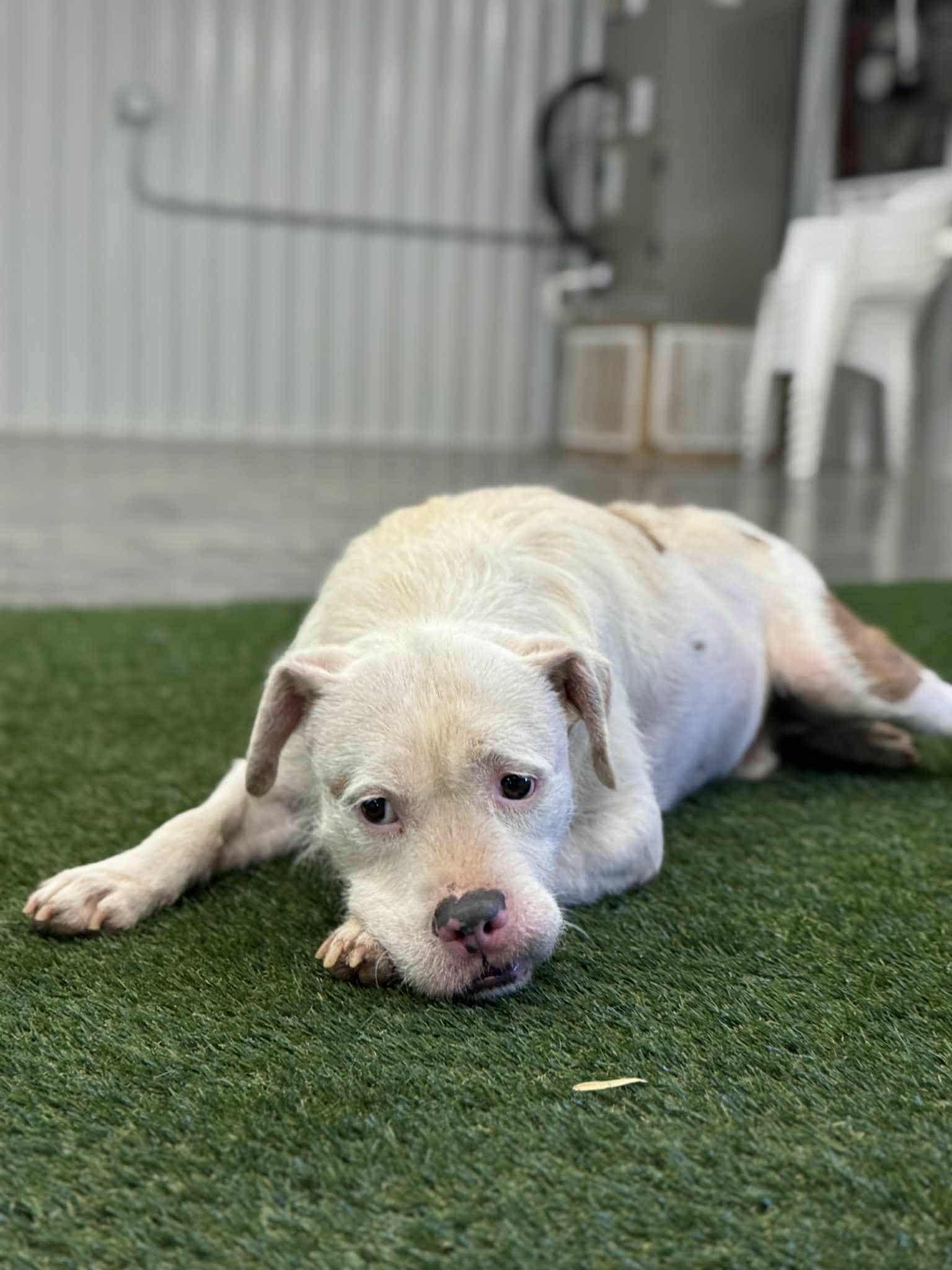 Enlarge Falcor, a Adoptable mixed breed in San Angelo , TX image 4/6