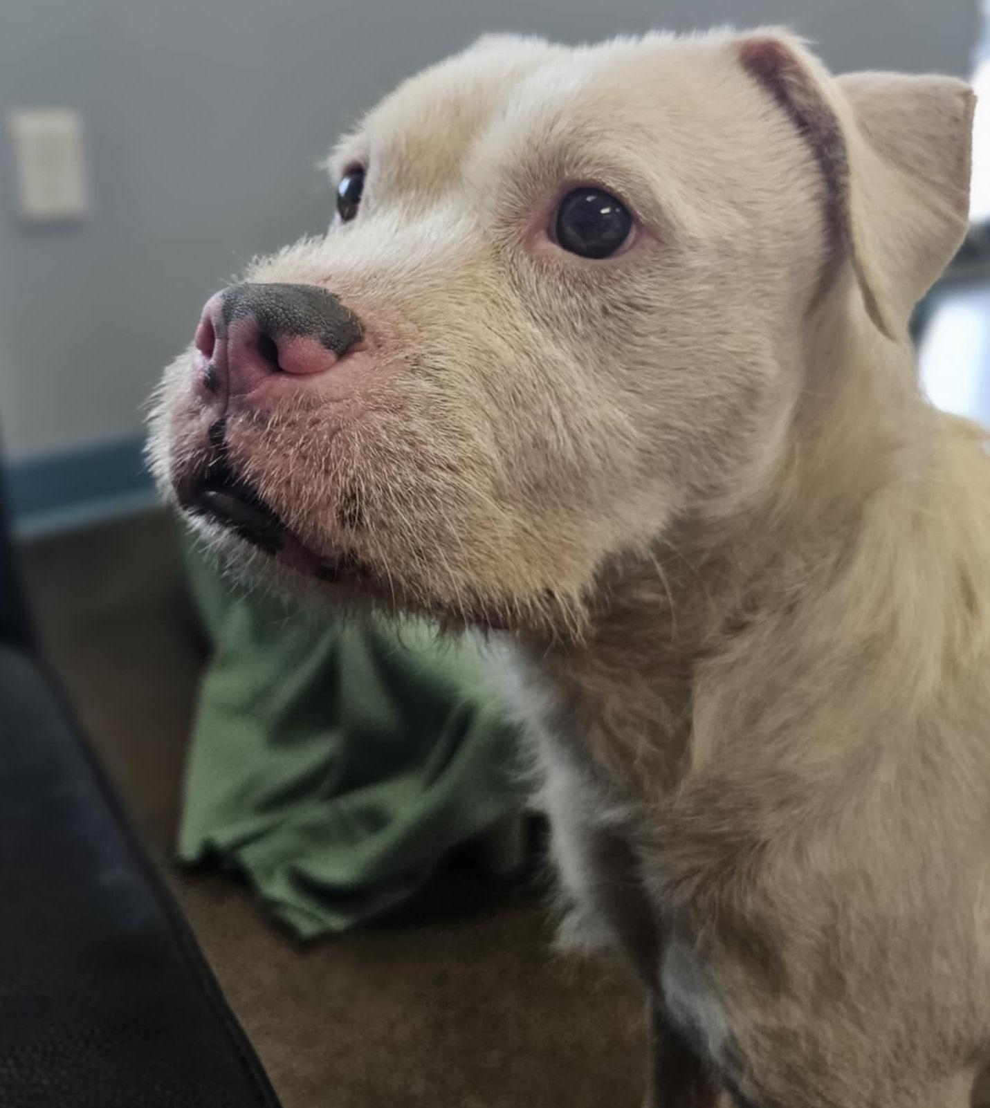 Enlarge Falcor, a Adoptable mixed breed in San Angelo , TX image 5/6