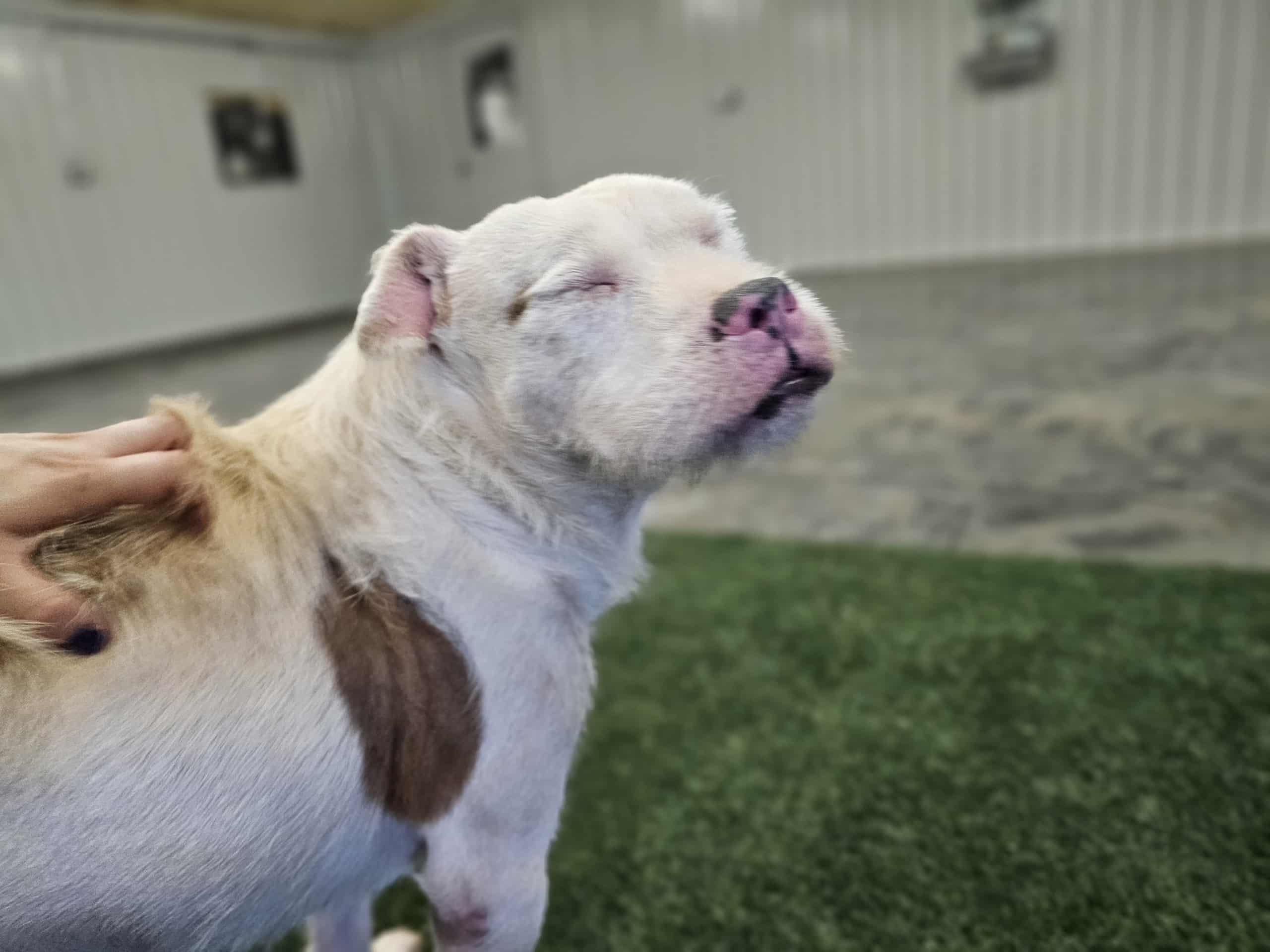 Enlarge Falcor, a Adoptable mixed breed in San Angelo , TX image 6/6