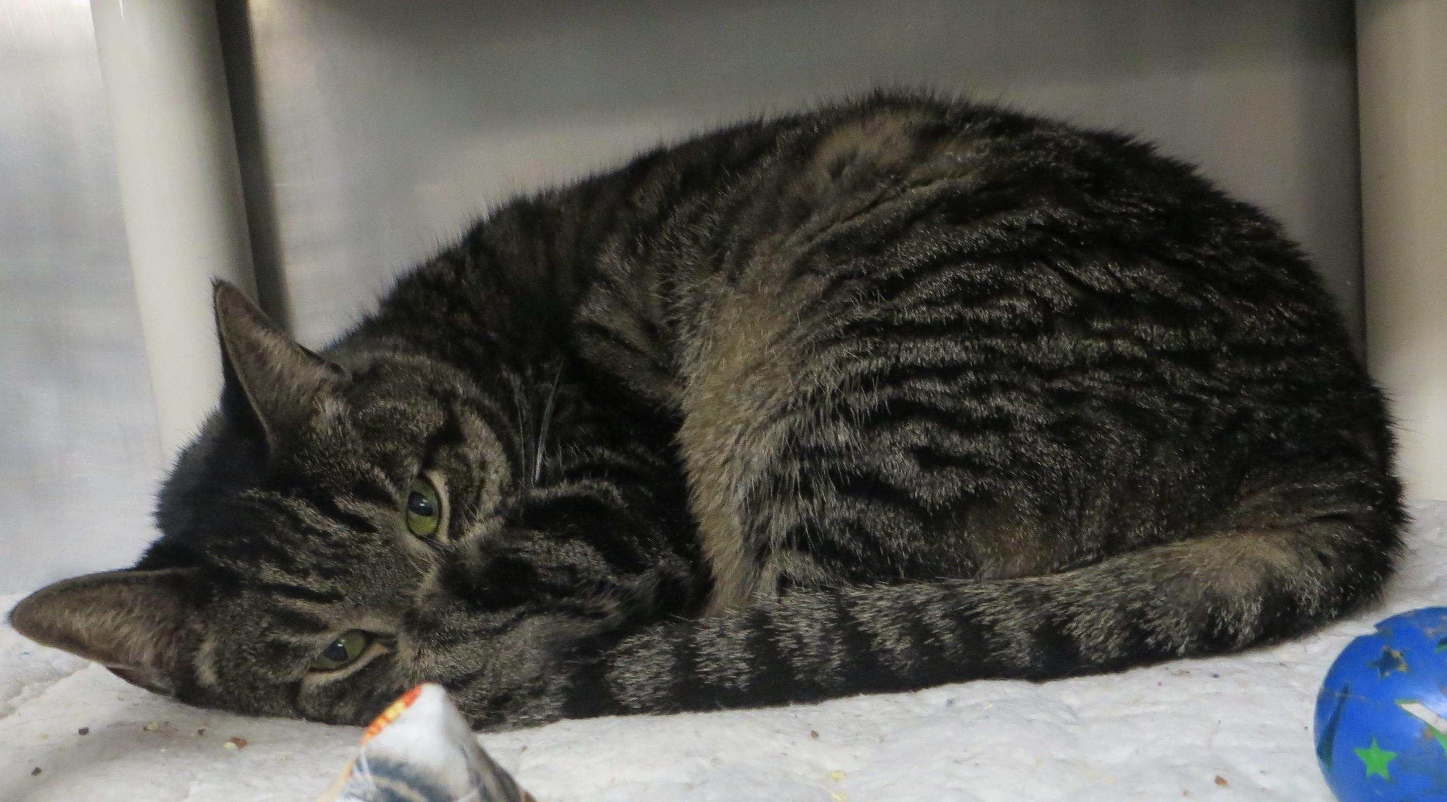 Enlarge Zimba, a ADOPTABLE Tiger in Brockton, MA image 3/3