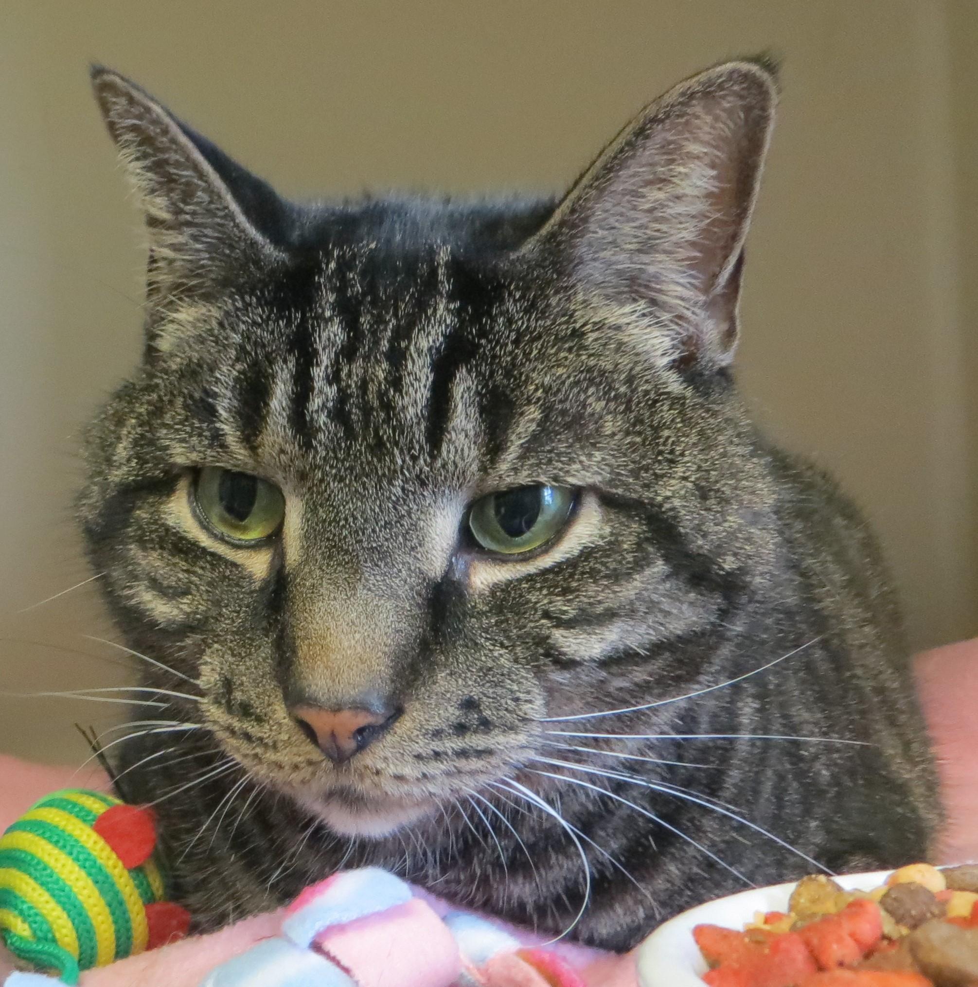 Enlarge Zimba, a ADOPTABLE Tiger in Brockton, MA image 2/3