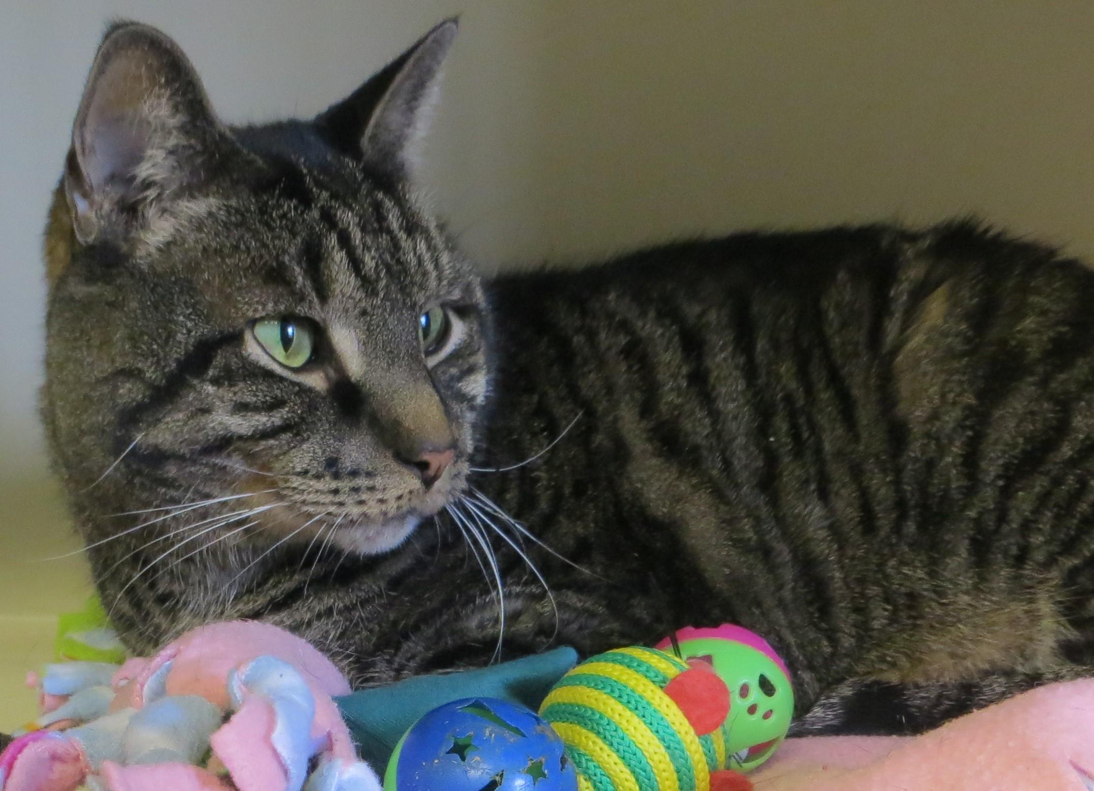 Enlarge Zimba, a ADOPTABLE Tiger in Brockton, MA image 1/3