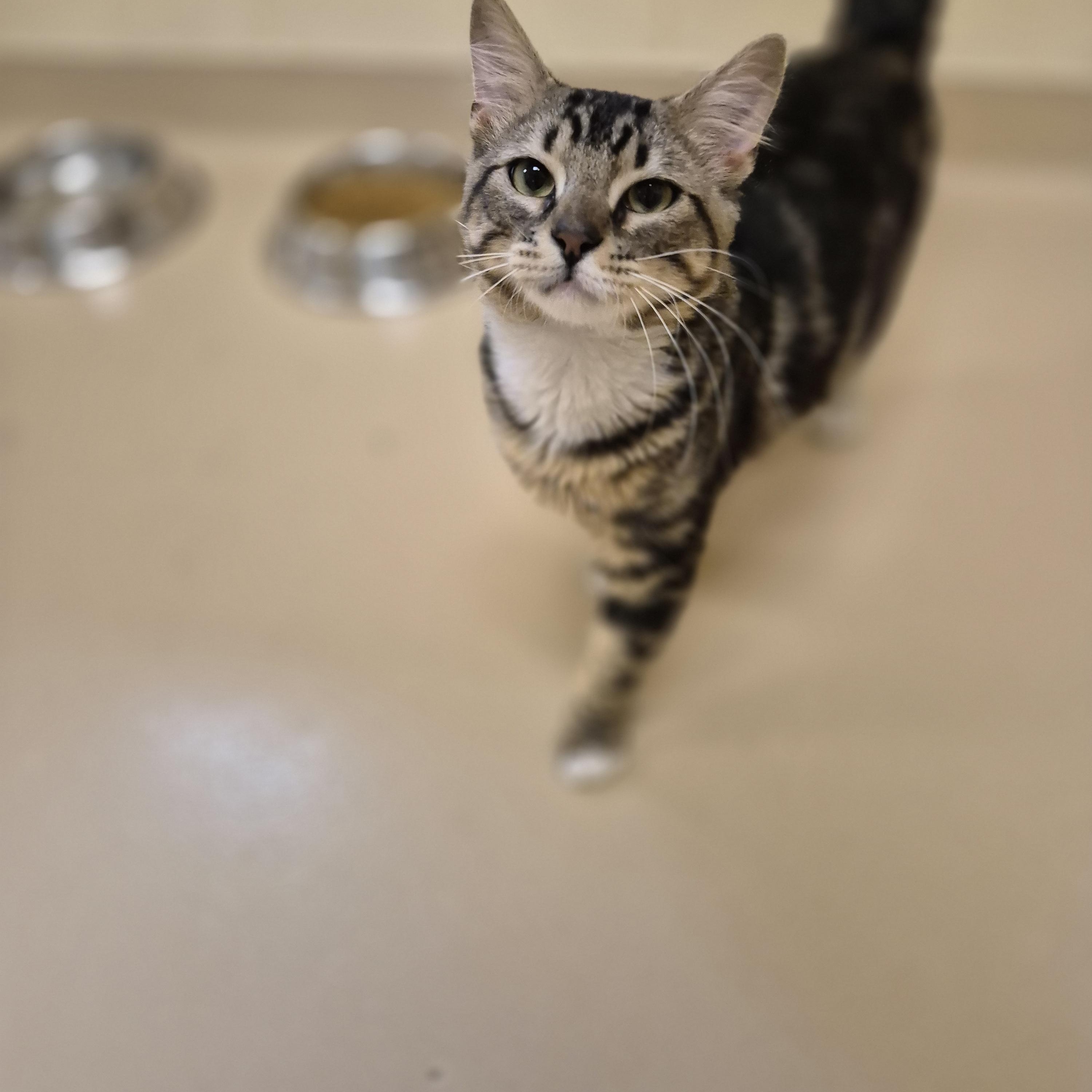 Sprite, a ADOPTABLE Domestic Medium Hair in Schertz, TX image 4/4