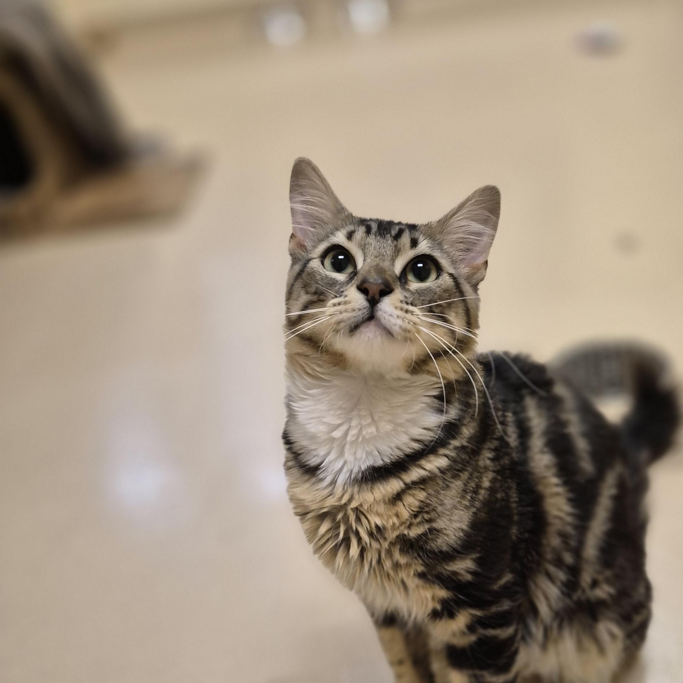 Sprite, a ADOPTABLE Domestic Medium Hair in Schertz, TX image 1/4