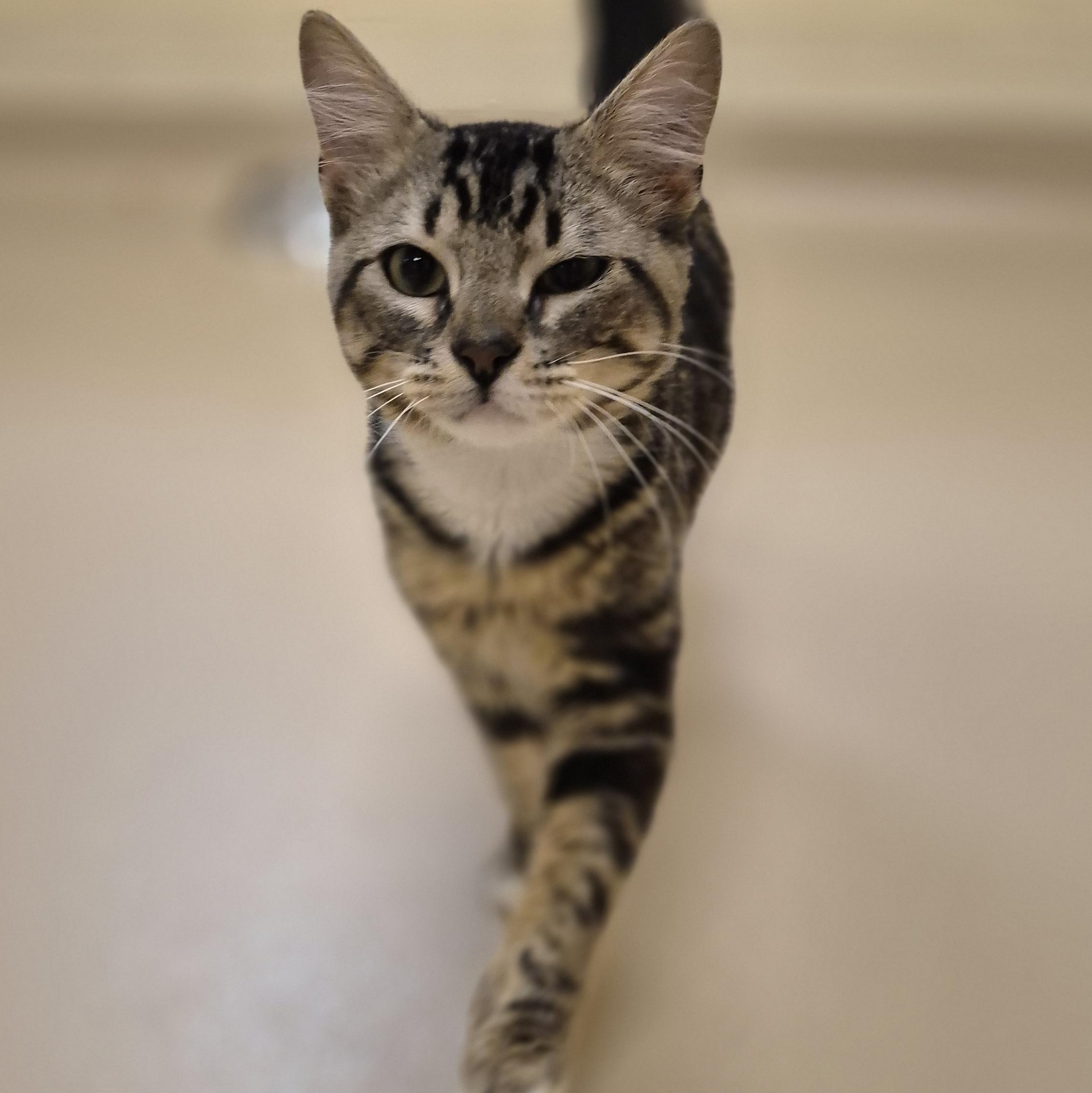 Sprite, a ADOPTABLE Domestic Medium Hair in Schertz, TX image 3/4