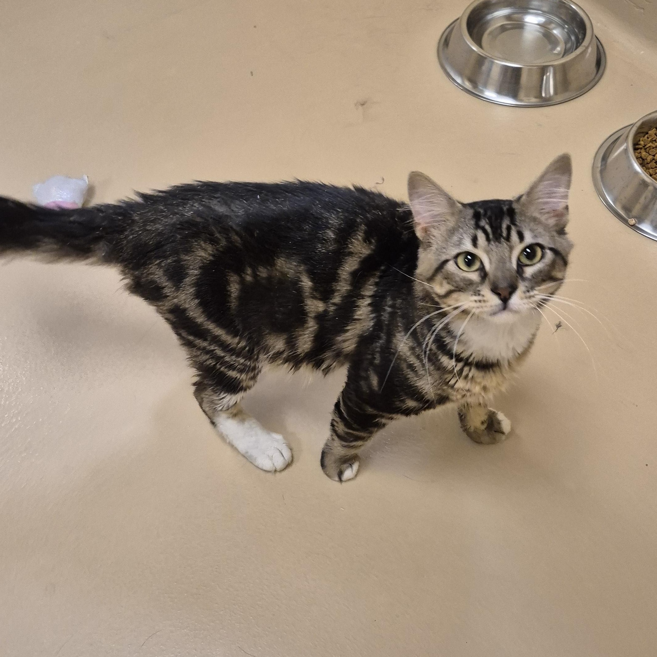 Sprite, a ADOPTABLE Domestic Medium Hair in Schertz, TX image 2/4