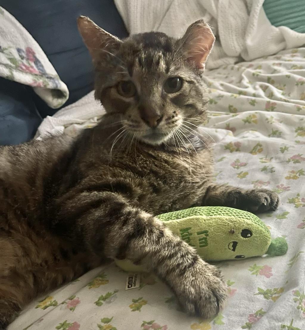 Atticus, a ADOPTABLE Domestic Short Hair in New Orleans, LA image 6/6