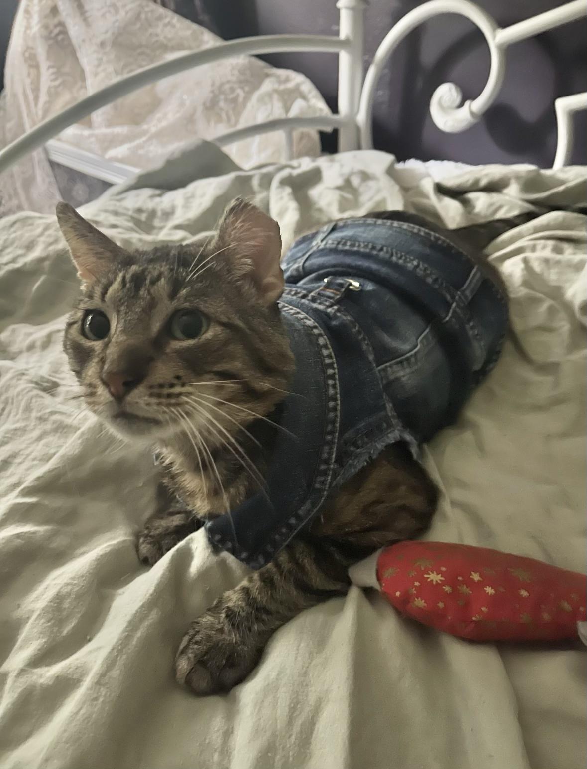 Atticus, a ADOPTABLE Domestic Short Hair in New Orleans, LA image 1/6