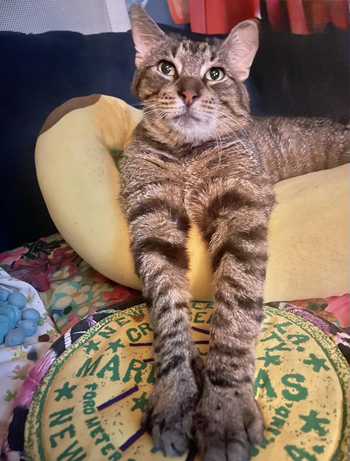 Atticus, a ADOPTABLE Domestic Short Hair in New Orleans, LA image 5/6