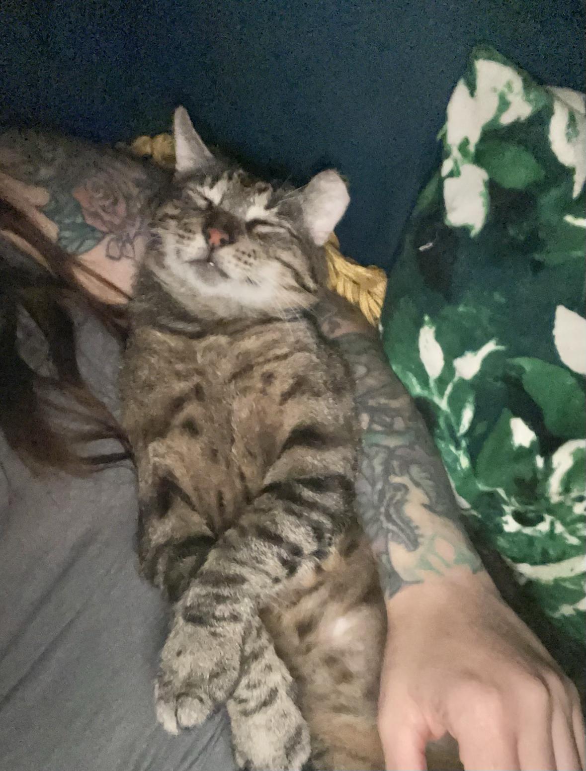 Atticus, a ADOPTABLE Domestic Short Hair in New Orleans, LA image 2/6