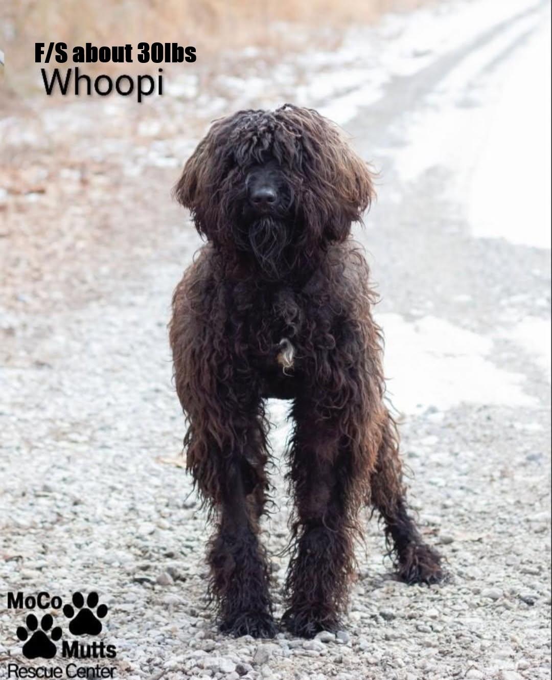 Enlarge Whoopi - available 2/21/26 at 10:00 am, a Adoptable mixed breed in Chardon, OH image 1/1