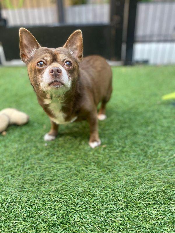 Charlie, Adopted, Senior Male Chihuahua.
