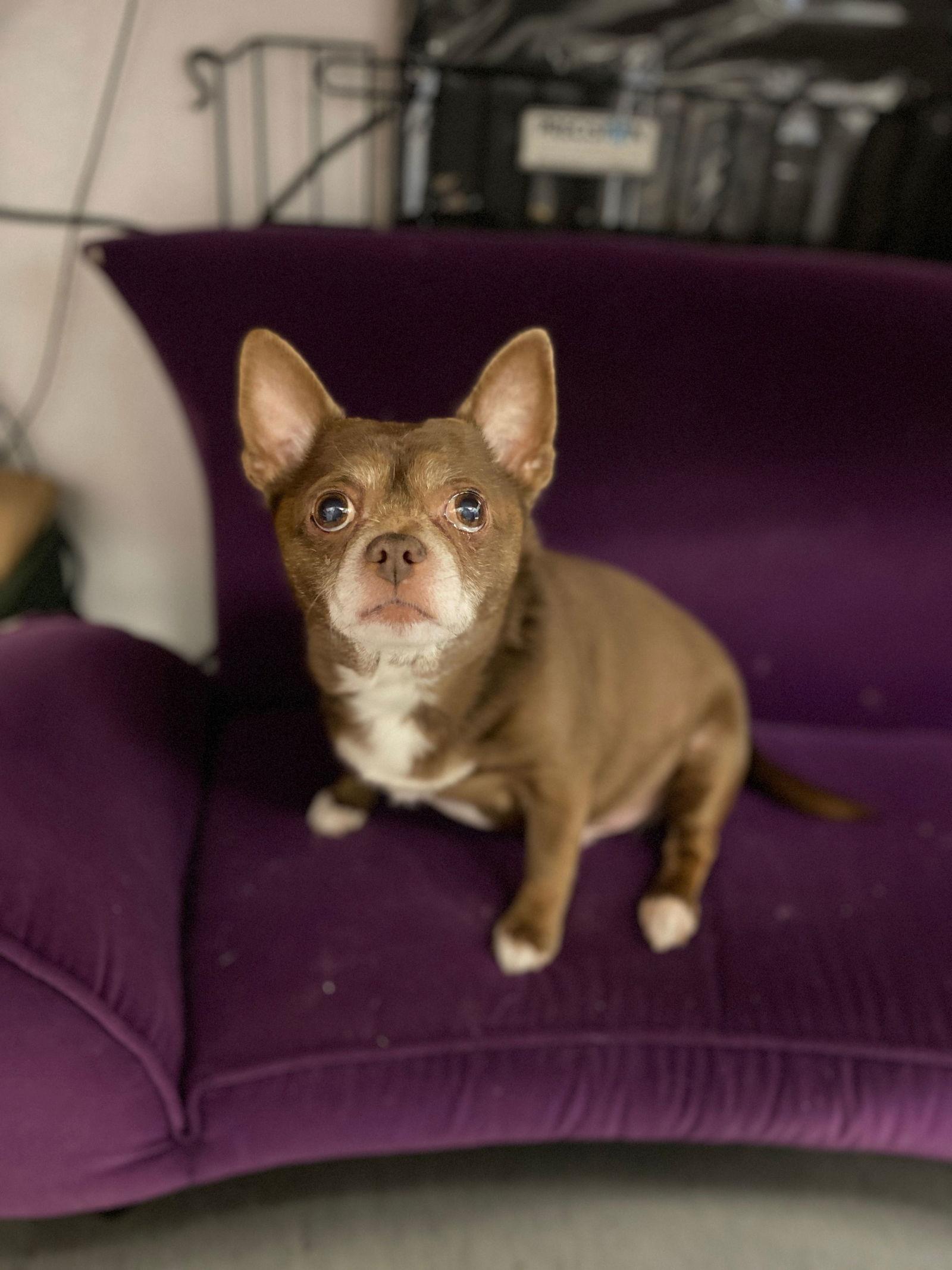 Charlie, a Adopted Chihuahua in San Francisco, CA image 2/3