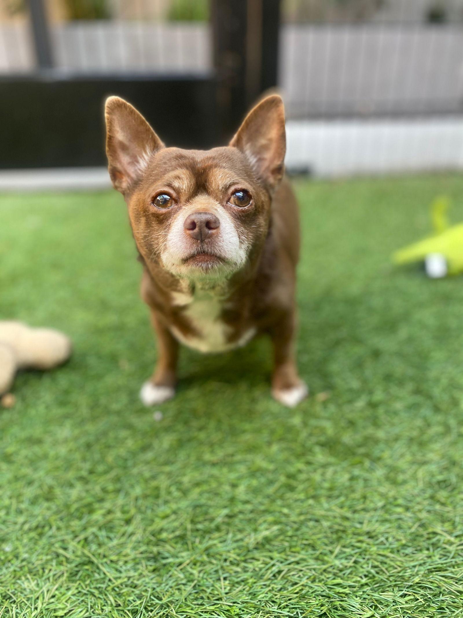 Charlie, a Adopted Chihuahua in San Francisco, CA image 3/3