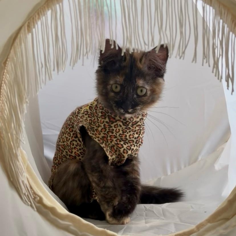 Poppy, Adopted, Kitten Female Domestic Medium Hair.