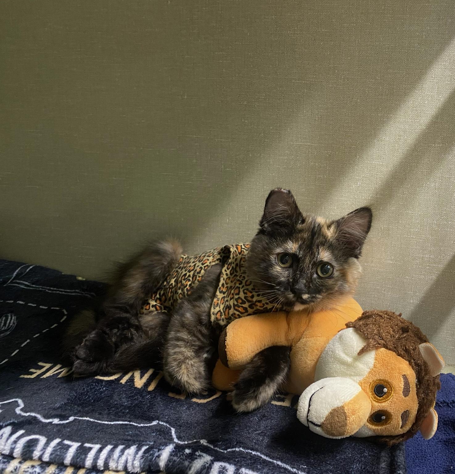 Enlarge Poppy, a Adopted Domestic Medium Hair in Eureka, CA image 2/4
