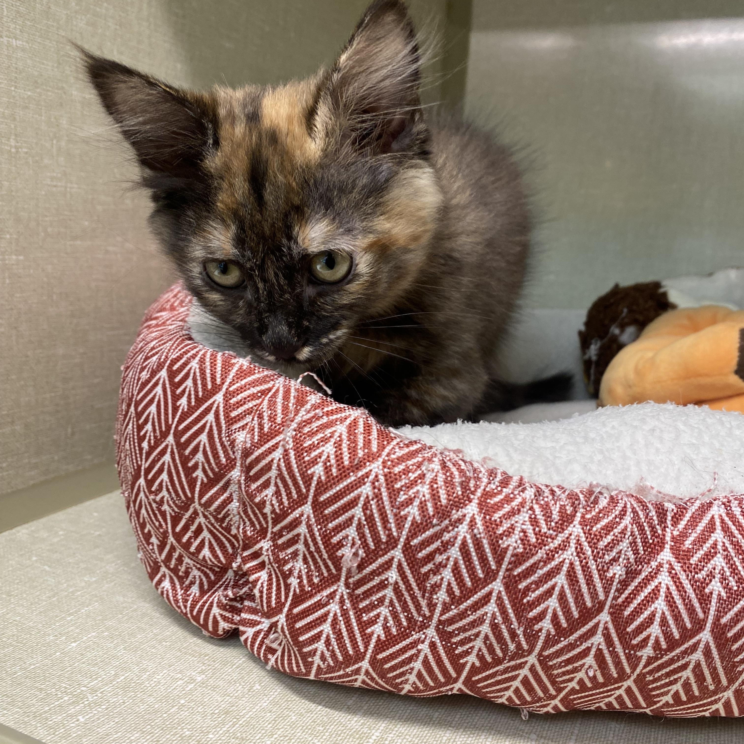 Enlarge Poppy, a Adopted Domestic Medium Hair in Eureka, CA image 4/4