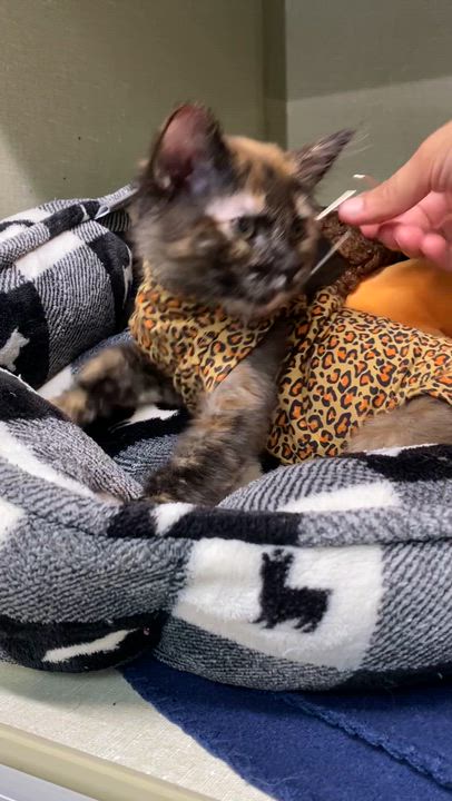 Enlarge Poppy, a Adopted Domestic Medium Hair in Eureka, CA video 3/4