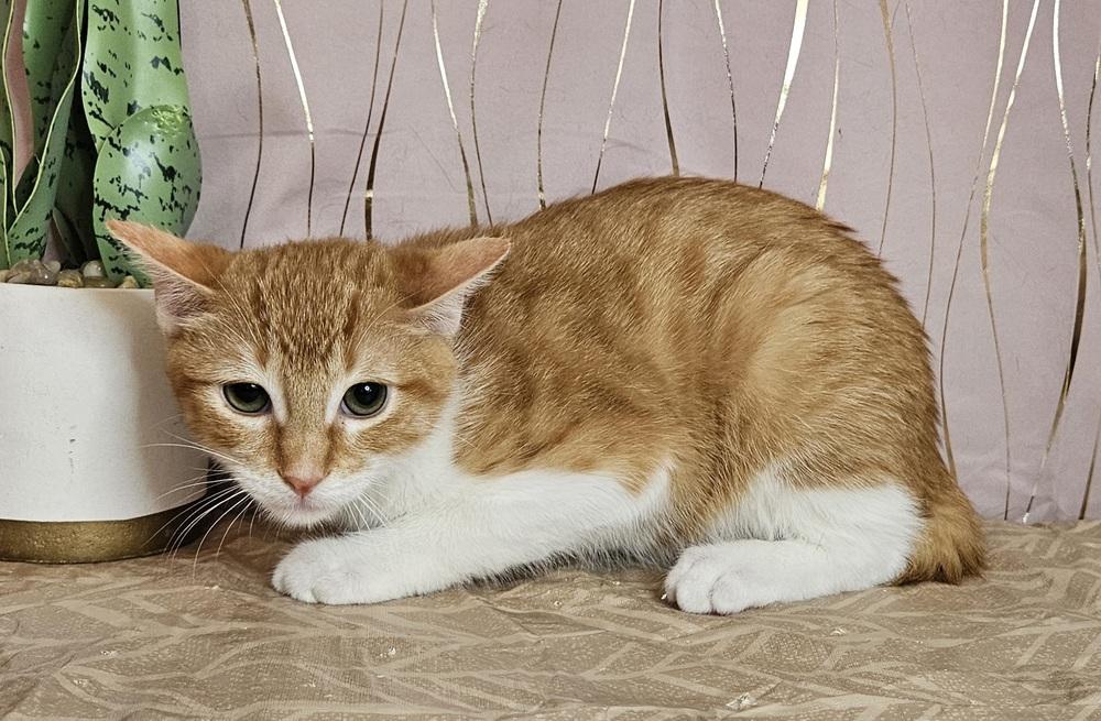 Chester, a Adoptable mixed breed in Claremont, NH image 3/4