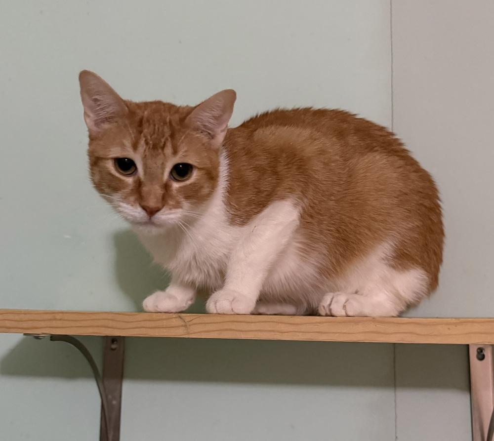 Chester, a Adoptable mixed breed in Claremont, NH image 4/4