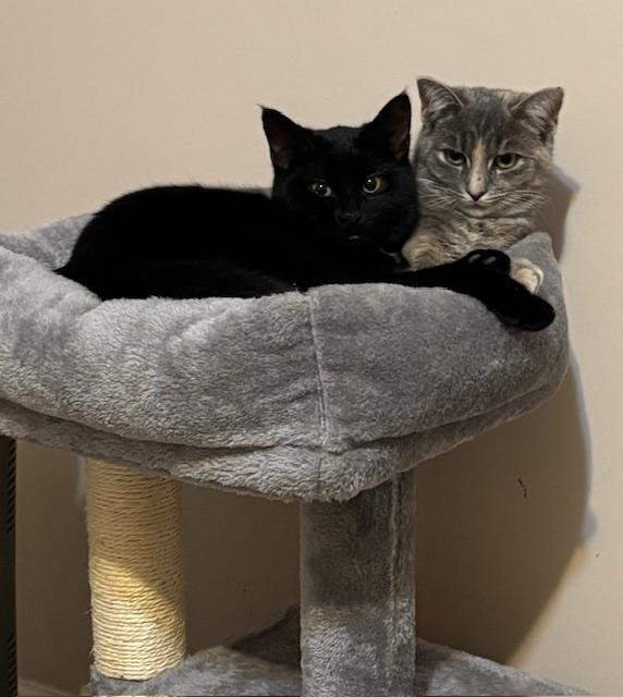 Chloe, Adoptable, Kitten Female Domestic Short Hair.