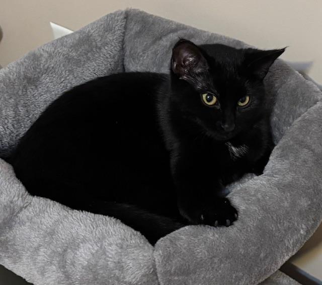 Enlarge Chloe, a Adoptable mixed breed in Breinigsville, PA image 2/4