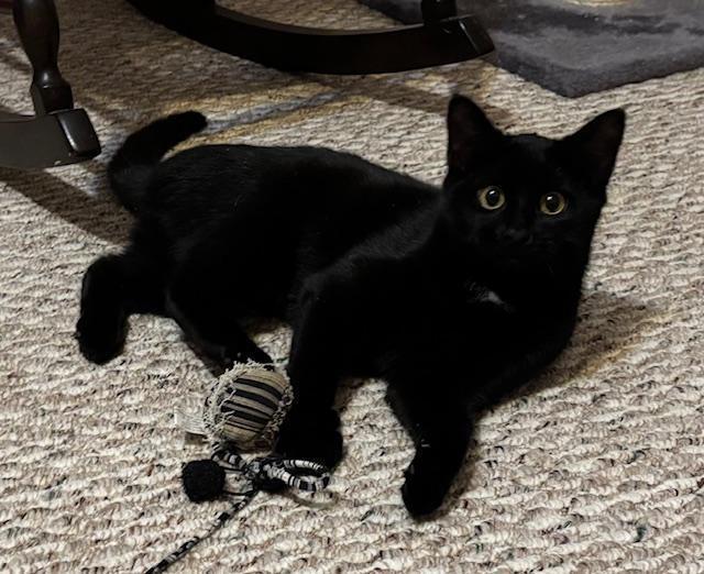 Chloe, Adoptable, Kitten Female Domestic Short Hair.