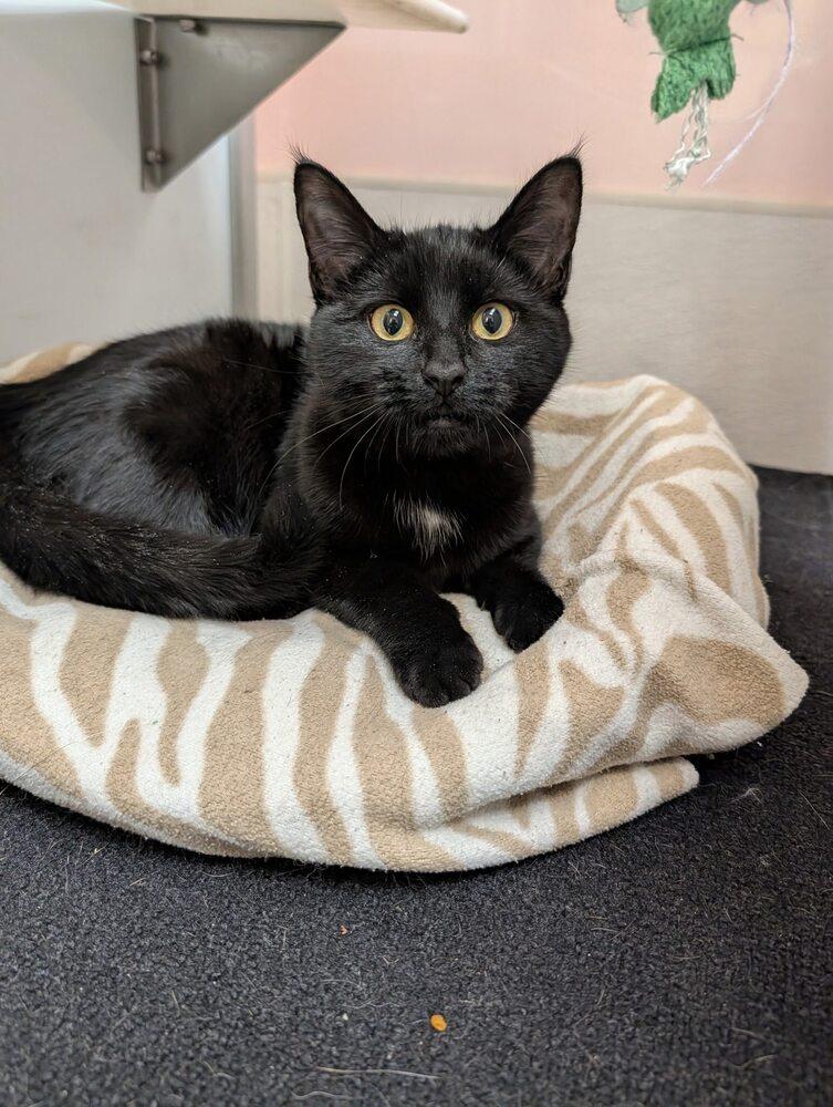 Enlarge Chloe, a Adoptable mixed breed in Breinigsville, PA image 4/4