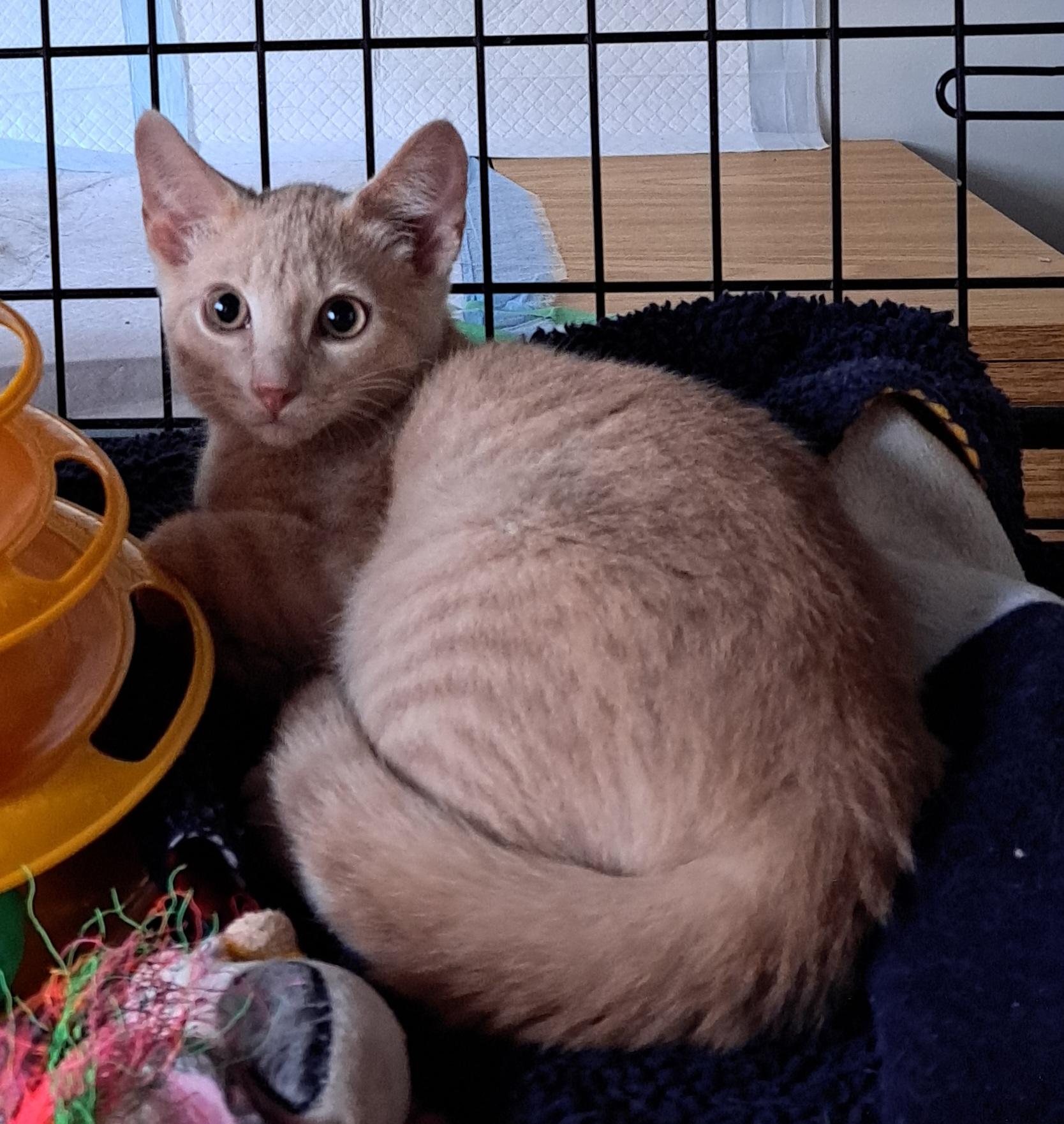 Enlarge Pretzel, a Adoptable Domestic Short Hair in Pickering, ON image 1/1