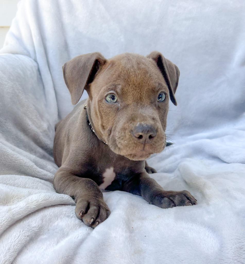 Enlarge Golem, a Adopted Pit Bull Terrier in Murray, KY image 1/2