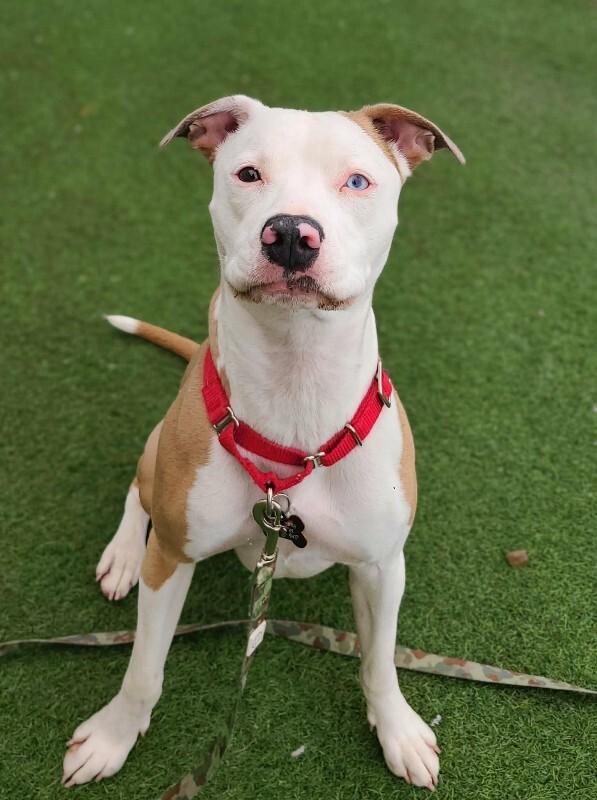 Toffee — thumbnail 2