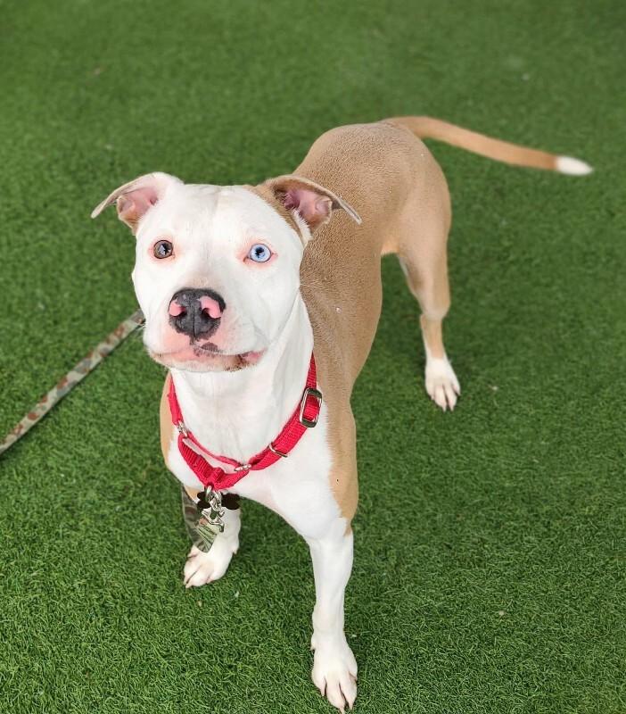 Toffee — thumbnail 3