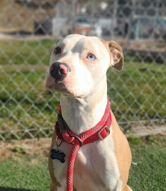 Toffee — thumbnail 5