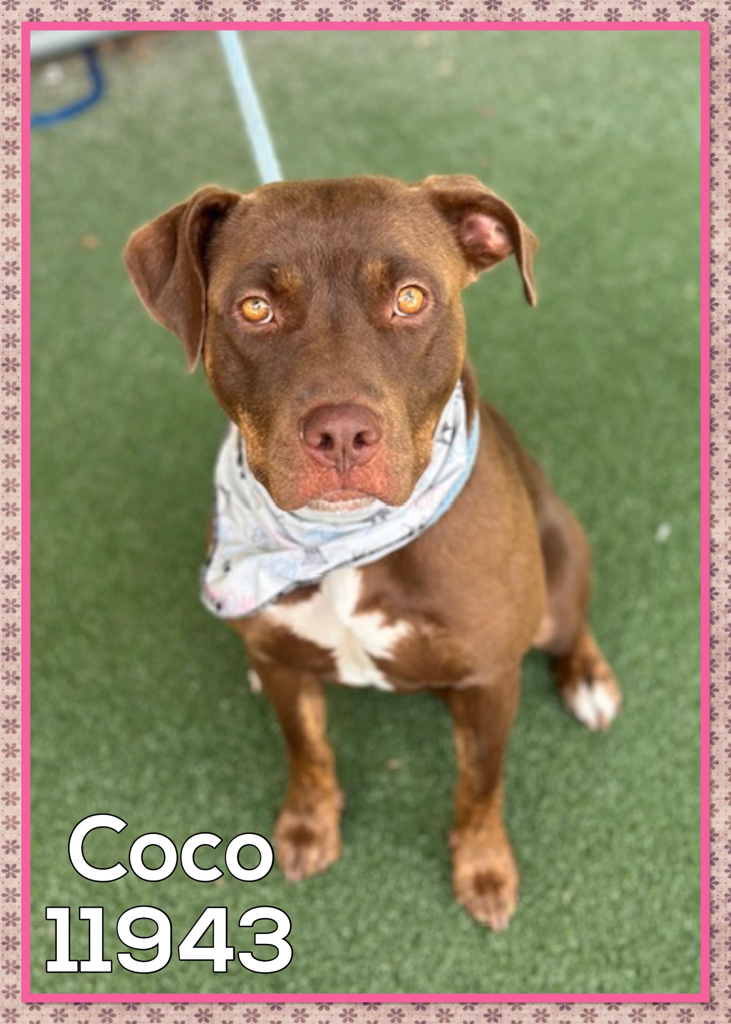 COCO Pit Bull Terrier Dog