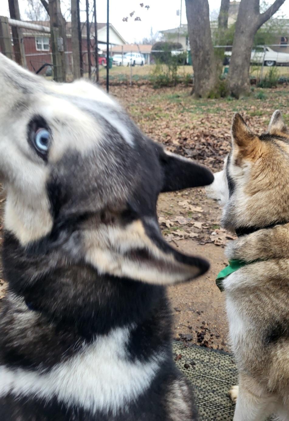 Shadow, a Adoptable Siberian Husky in Greeneville, TN image 5/5