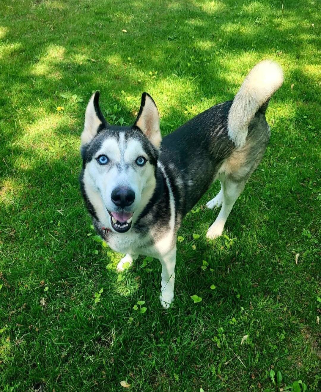 Shadow, Adoptable, Adult Male Siberian Husky.