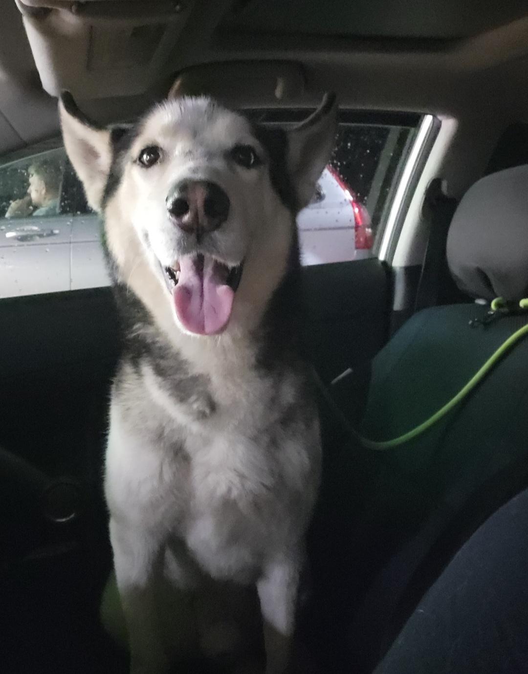 Shadow, a Adoptable Siberian Husky in Greeneville, TN image 2/5