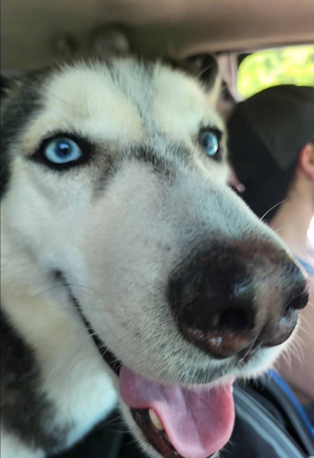 Shadow, a Adoptable Siberian Husky in Greeneville, TN image 3/5