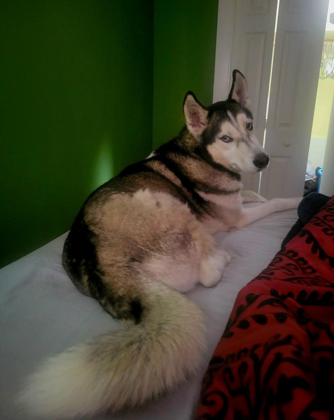 Shadow, a Adoptable Siberian Husky in Greeneville, TN image 4/5