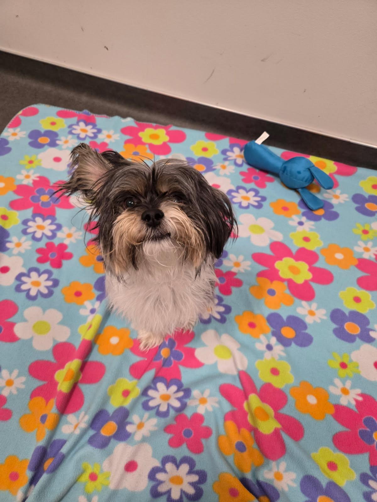 Enlarge Olaf, a Adopted  in Joliet, IL image 2/3