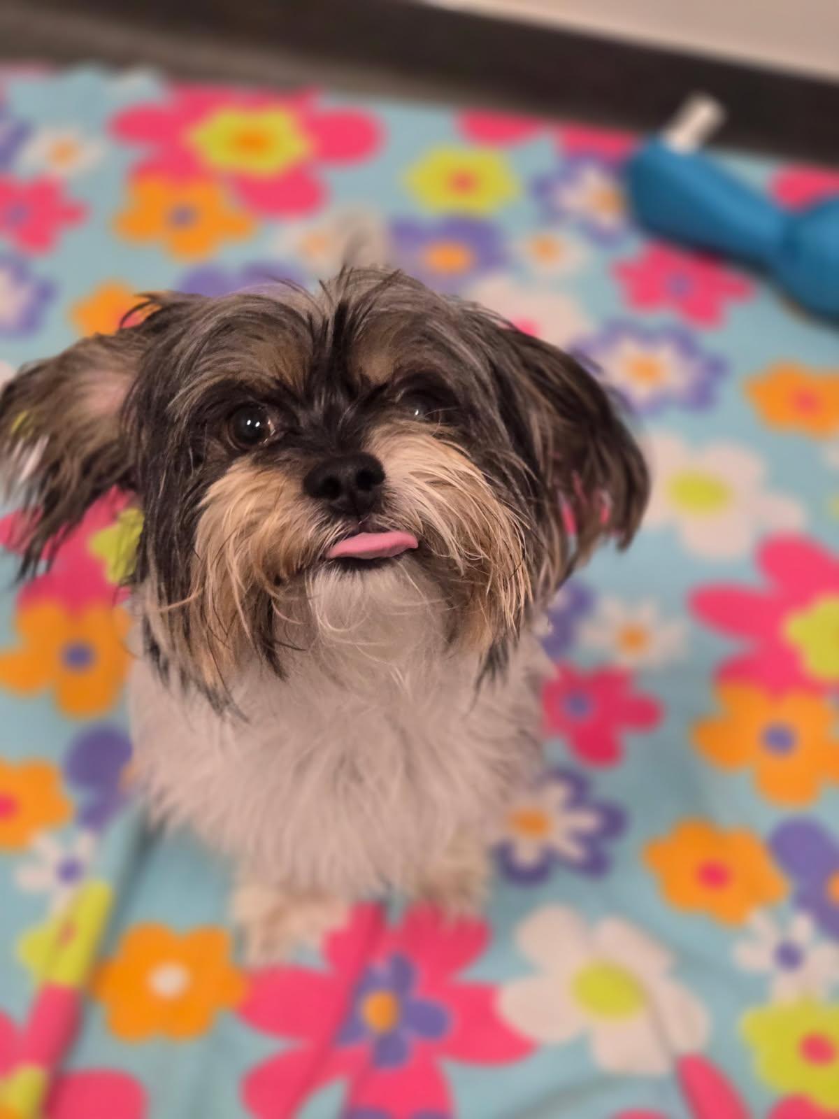 Olaf, Adopted, Adult Male .