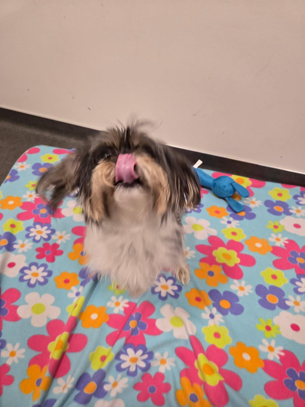 Enlarge Olaf, a Adopted  in Joliet, IL image 3/3