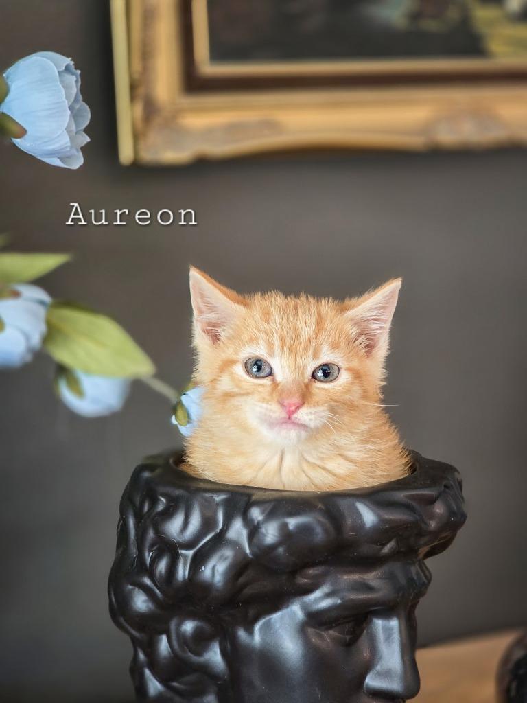 Enlarge Aureon, a Adoptable mixed breed in Sandy, UT image 1/1